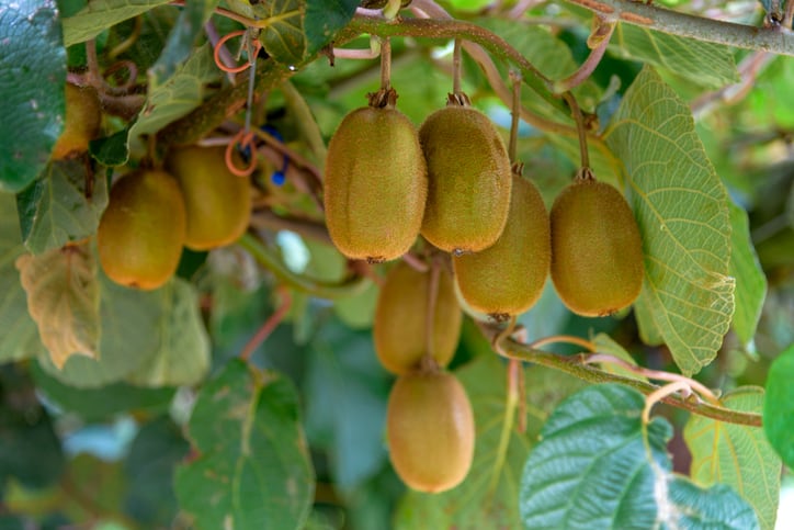 Fab four: How emerging NZ research can help take high value nutrition products to global markets