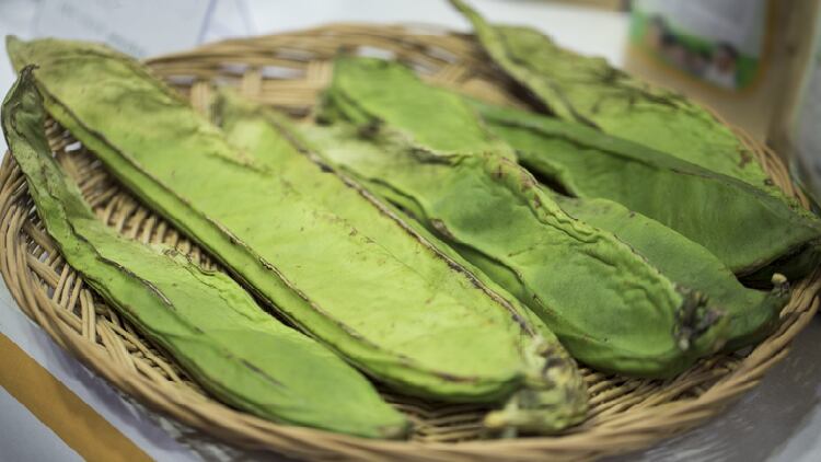 New immunity booster? South Korean researchers say sword bean, burdock extract enhances immunity in eight-week trial