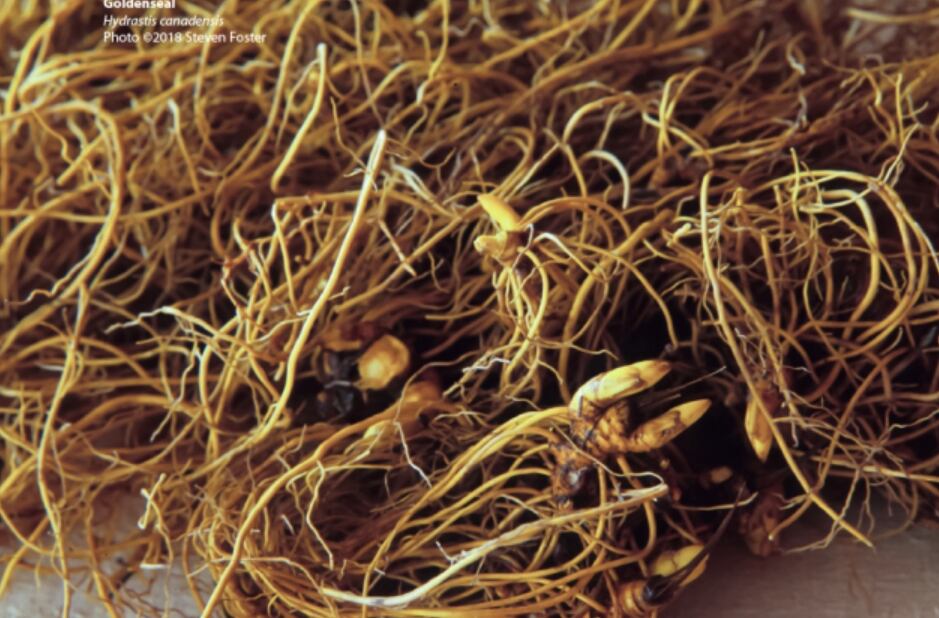 Goldenseal stands under threat of depletion, HerbalGram article warns