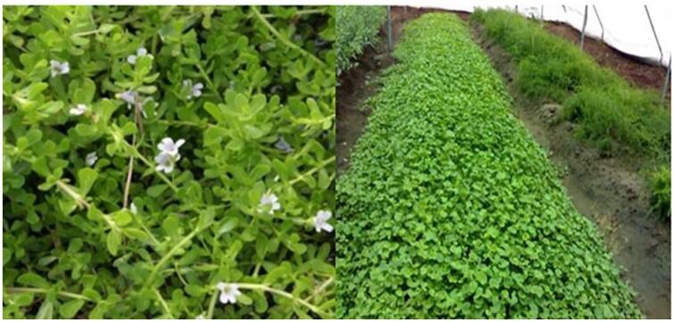 Ayurveda-and-Alzheimer-s-Bacosides-from-Brahmi-display-cognitive-benefits-Malaysian-review.jpg