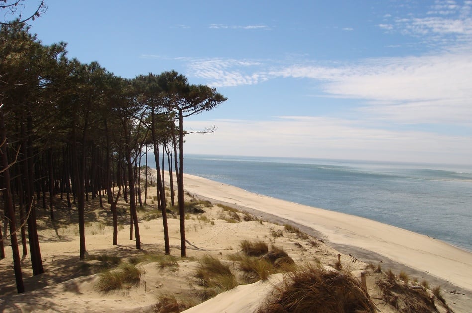 Pycnogenol_trees_sea.jpg