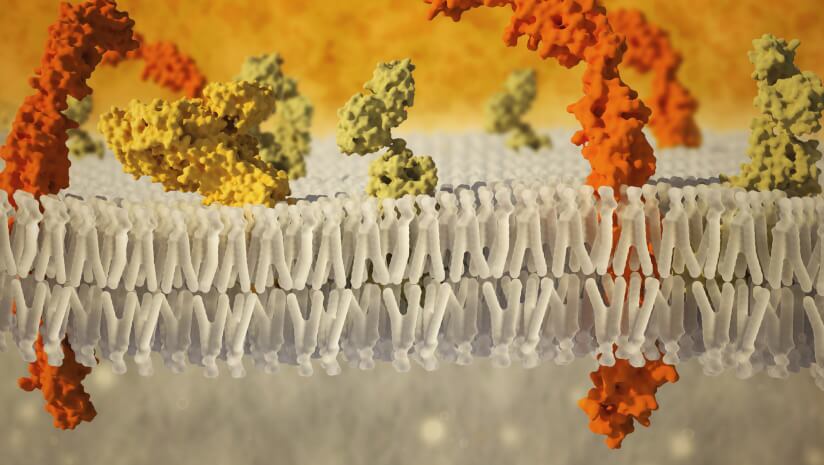 Saturated fat may hold the key to fixing Cellular Fragility Syndrome