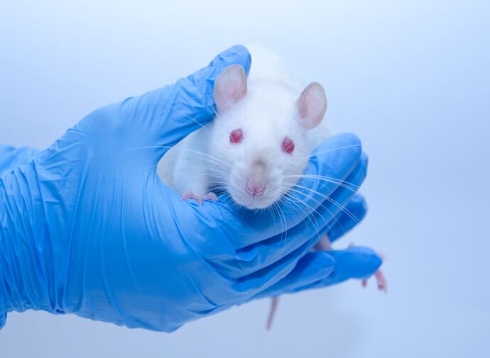Rat-study-links-flavonoids-to-less-depression-among-offspring-of-overfed-mothers.jpg