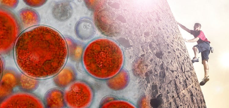 Riding on ‘whole food’ trend, AlgaTech launches whole-algae ingredient