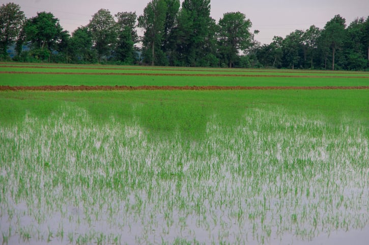 Rice Bran Technologies reports steep losses, but claims pieces finally in place for profitable future