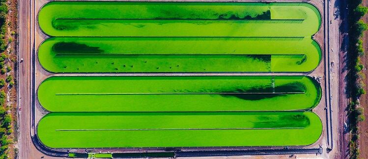 Parabel-CEO-Duckweed-has-been-in-literature-for-years-but-nobody-has-learned-to-develop-it.jpg