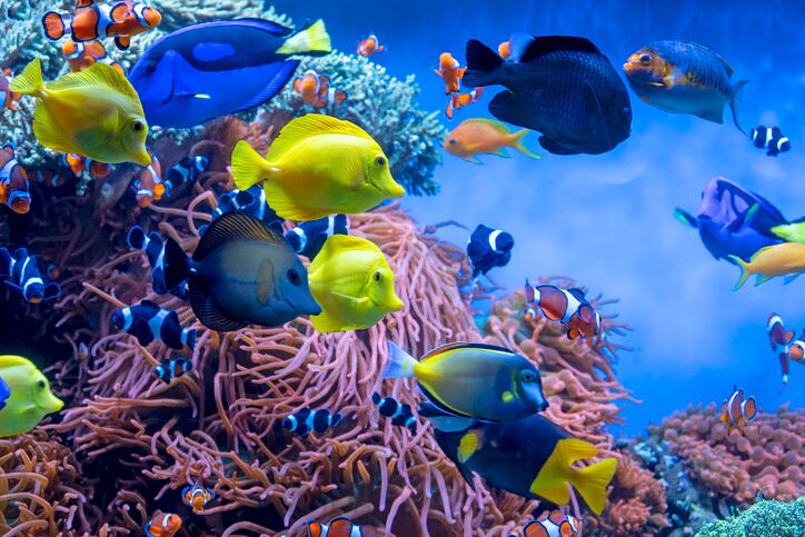 tropical-fish.jpg