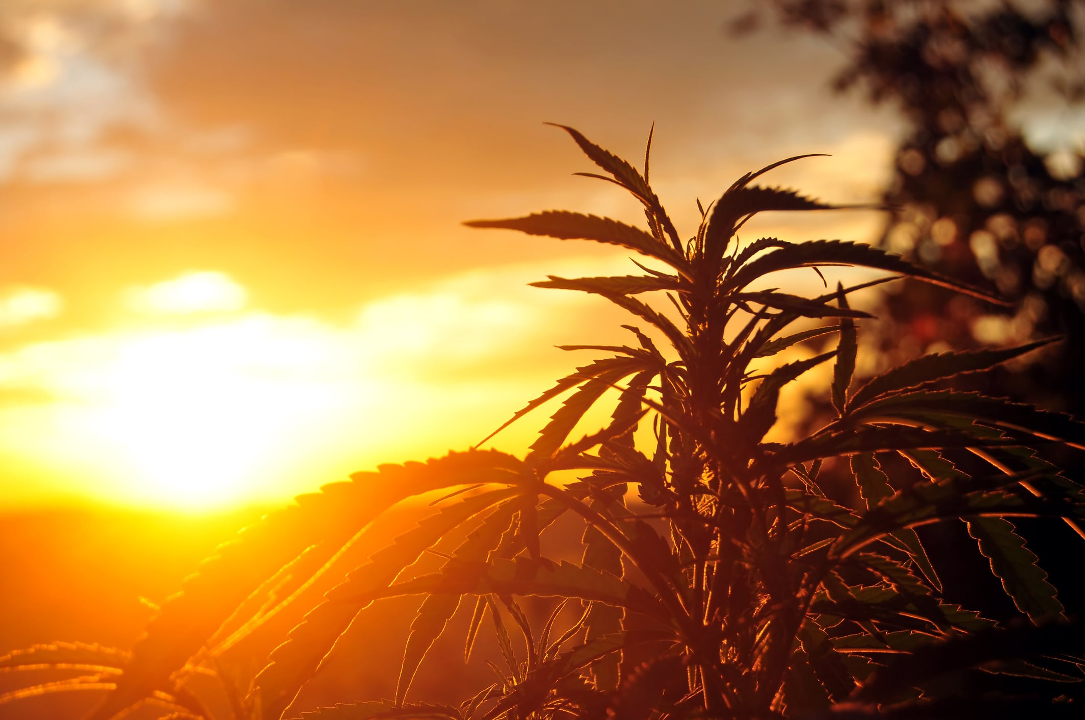 Hemp-CBD dietary supplement bill introduced in the House