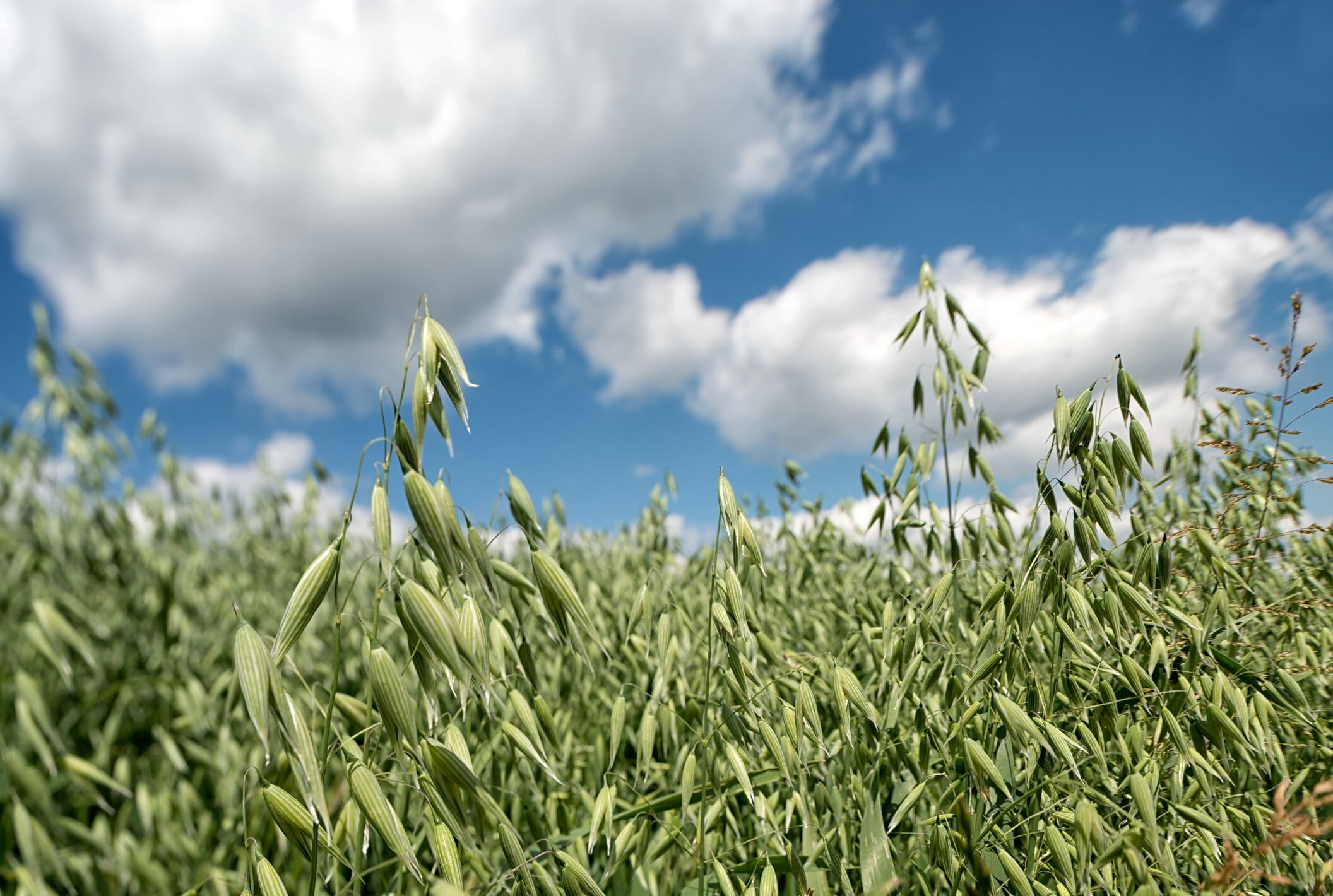 IFF’s green oat extract may improve mental processing and resilience to mental fatigue: Study