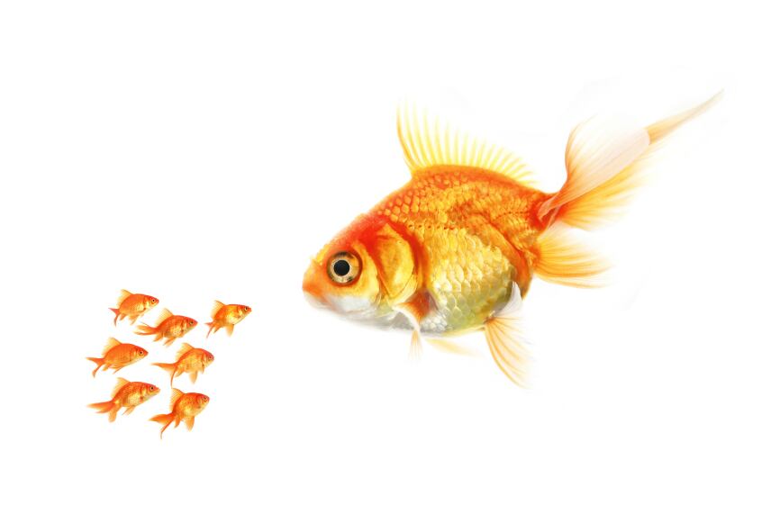 goldfish-istock.jpg
