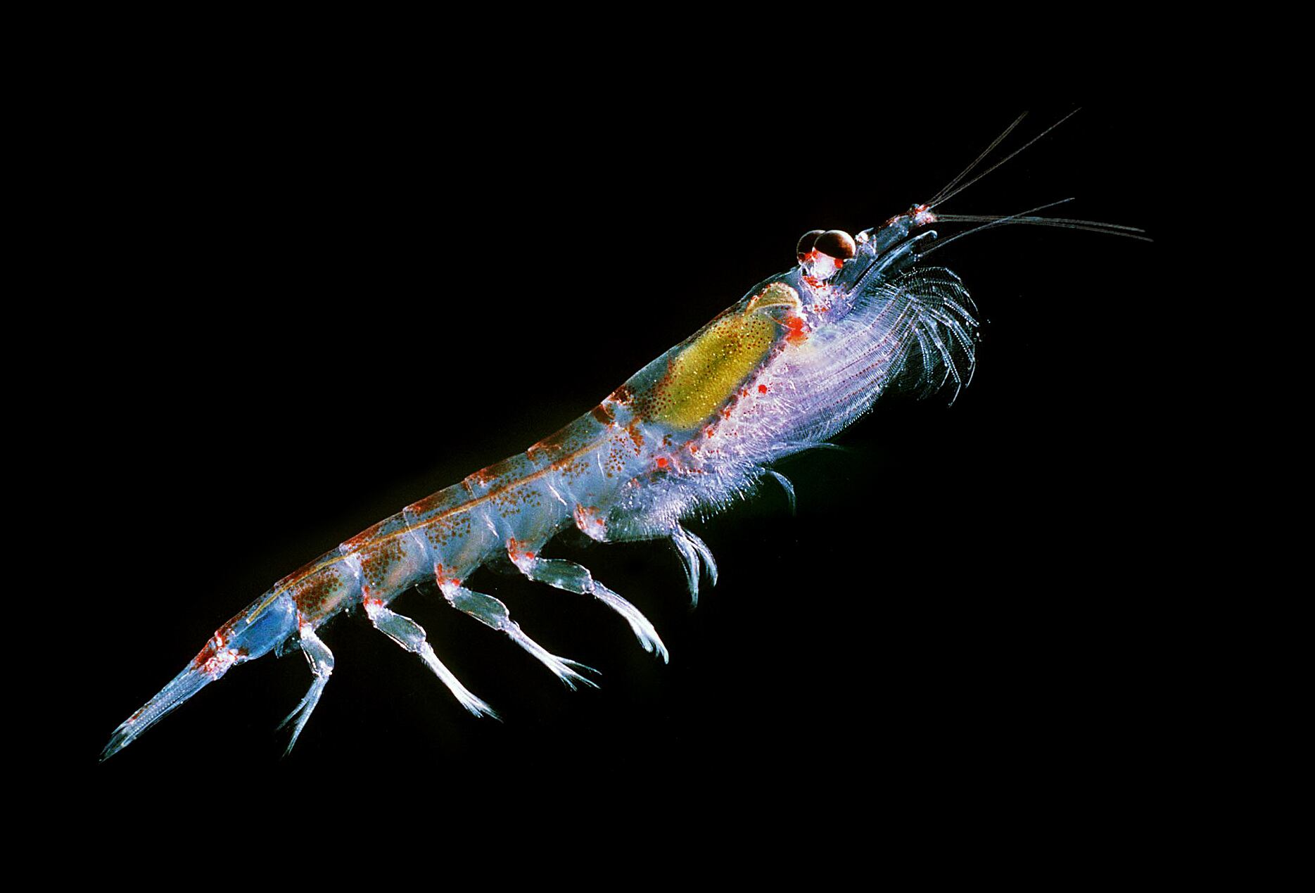 Antarctic_krill-Euphausia_superba-Uwe-Kils.jpg