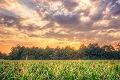 Low Environmental Impact Glucosamine for High-Impact Health