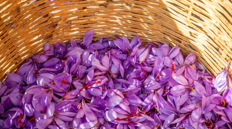 Saffron flowers