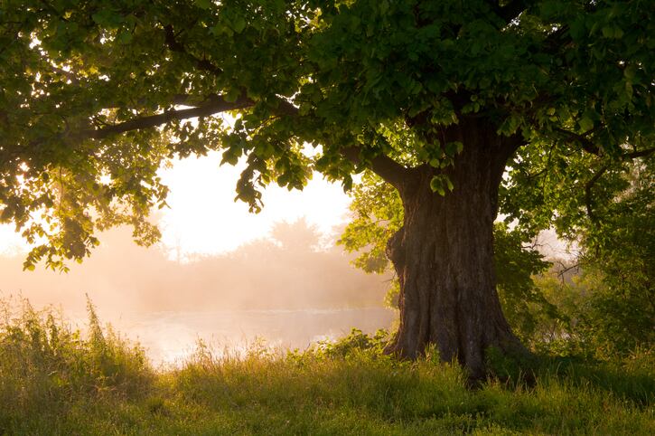 Robuvit French oak wood extract supports post-surgery recovery: Study