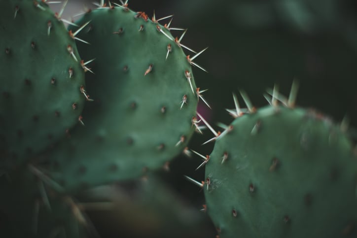 Cacti-promising-components-and-health-benefits.jpg