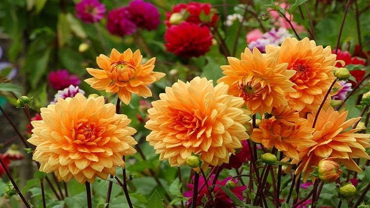 Controlling-glucose-with-dahlia-NZ-researchers-embark-on-second-human-trial.jpg