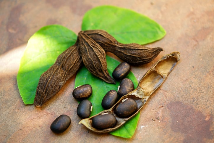 Study finds wildly varying concentration of bioactives in Mucuna pruriens supplements