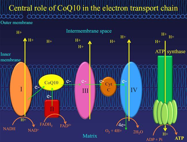 CoQ10snap.jpg