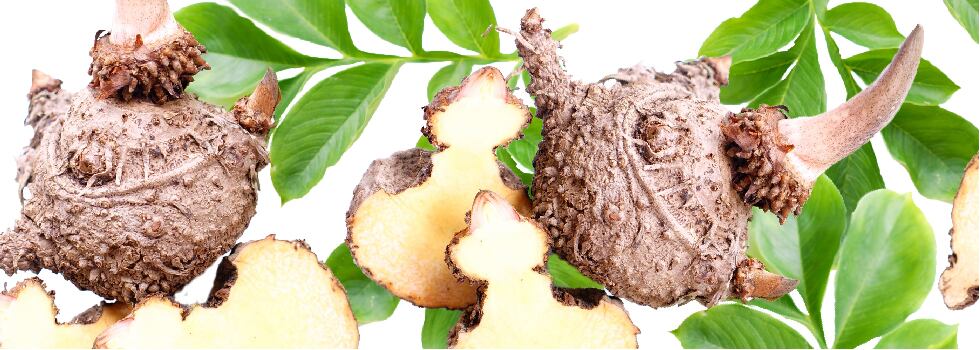 Fortifying-the-Barrier-How-Konjac-Extract-Promotes-Healthy-Skin-Function.jpg