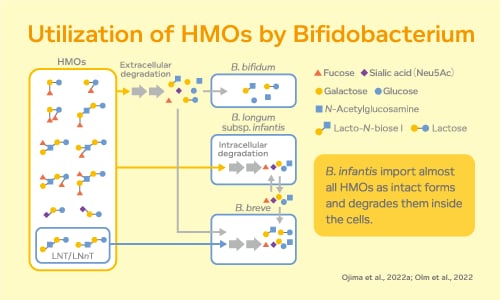 utilization of HMOs by Bifidobacterium graphic