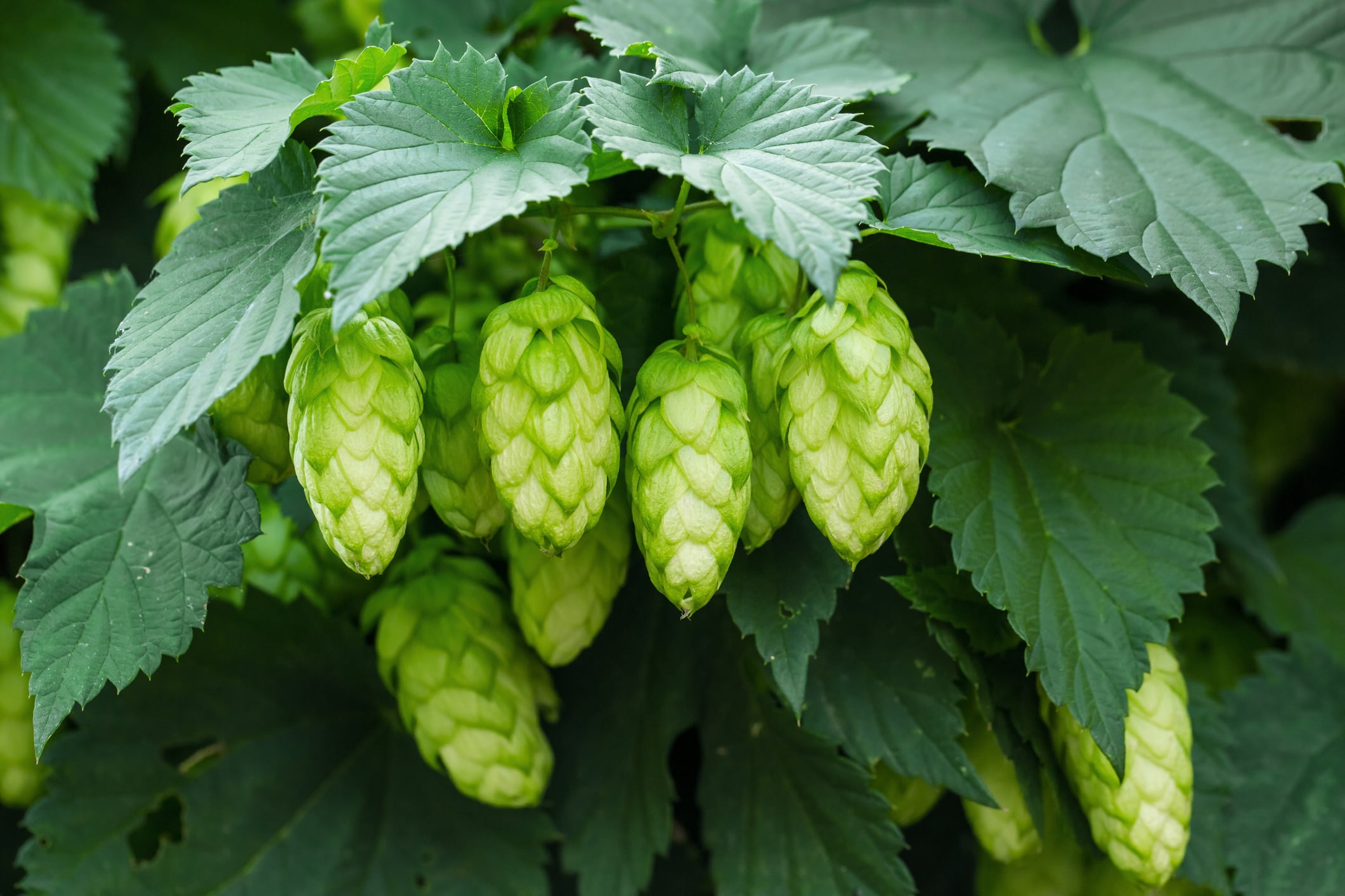 Brain hop: Kirin to develop products containing mature hop bitter acids for cognitive benefits