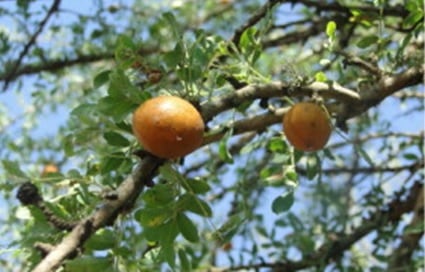 Chanar-fruit-Elsevier.jpg