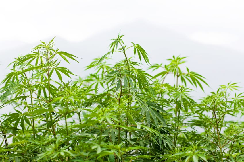 Hemp-C-Zzvet.jpg