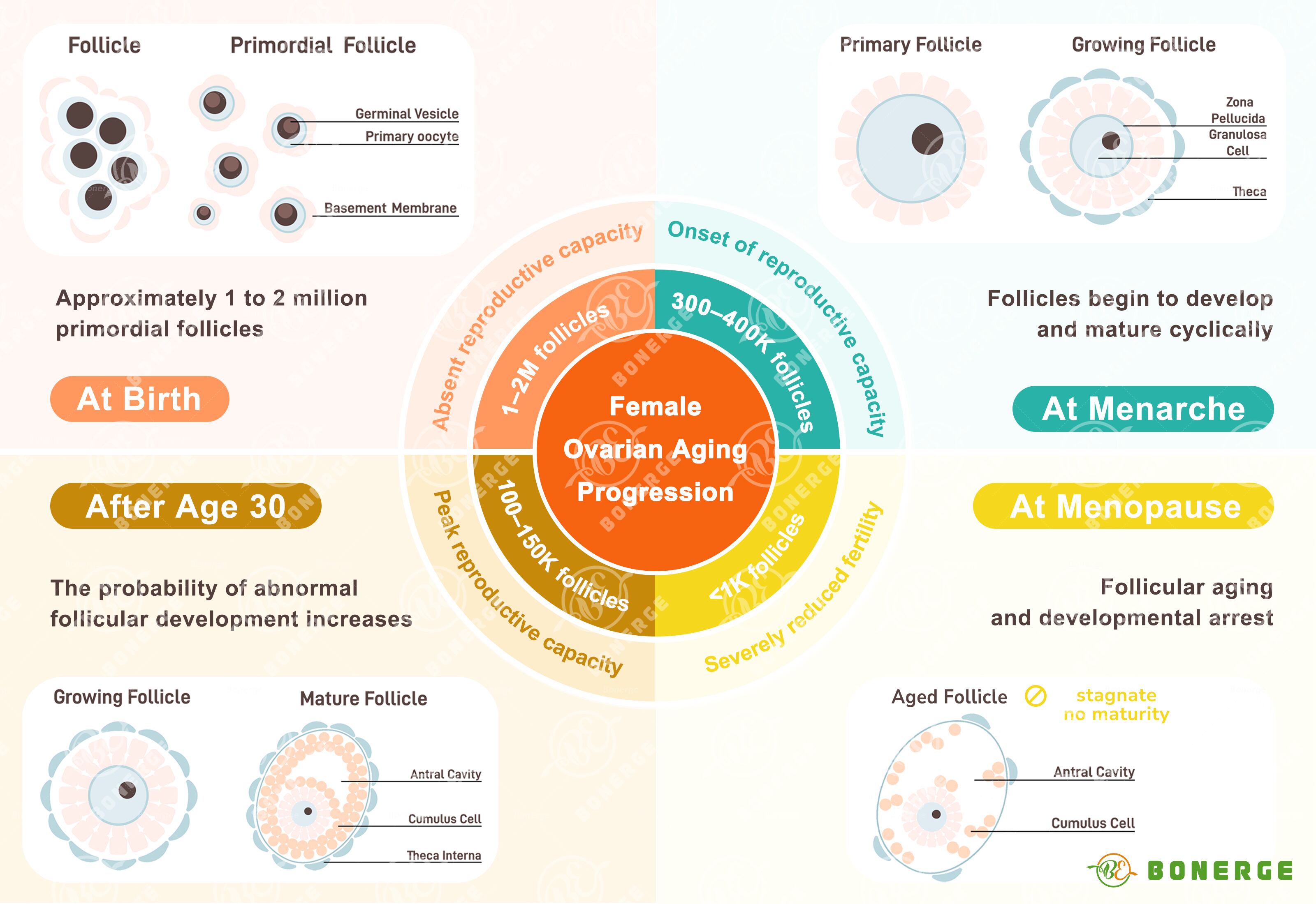Figure 1: Progression of female ovarian aging
