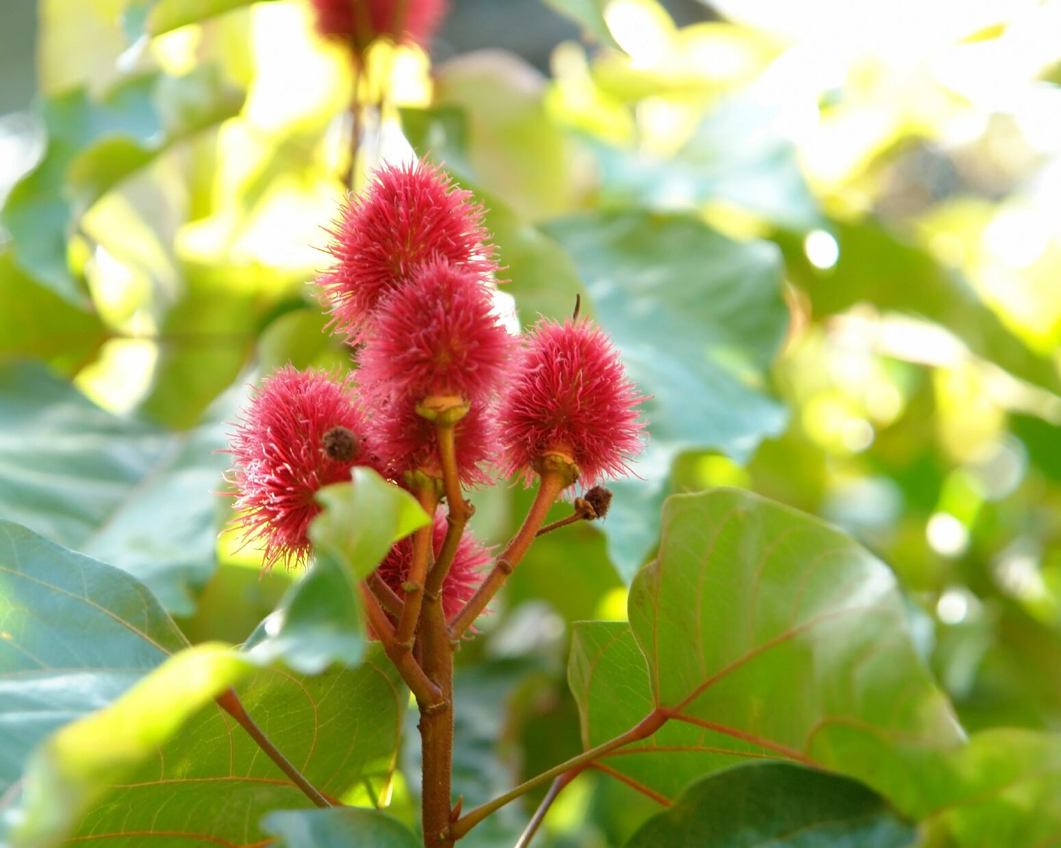 Annatto-C-Achim-Prill.jpg