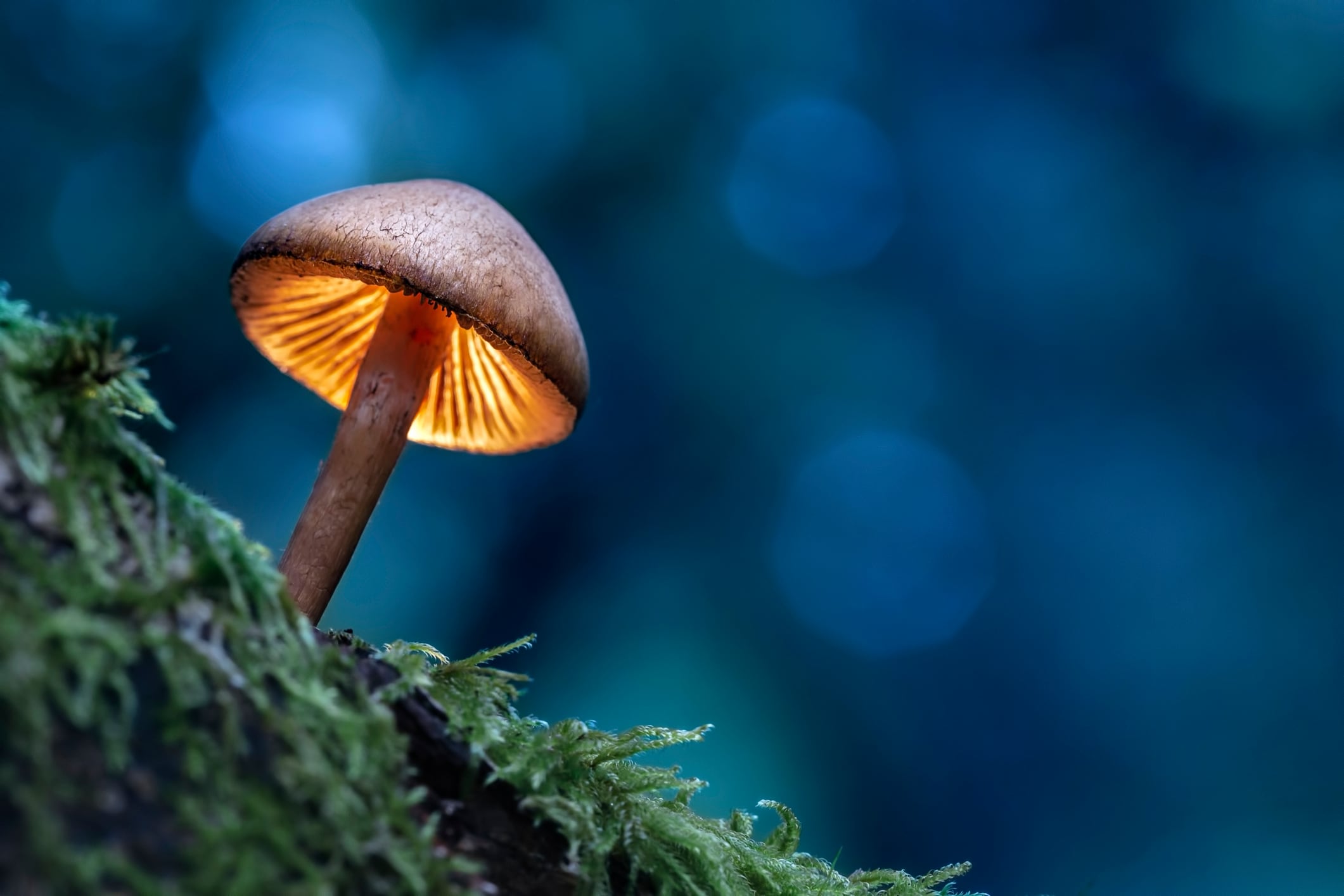 Mushroom expert calls for quality quantification beyond ‘easy win’ beta-glucans