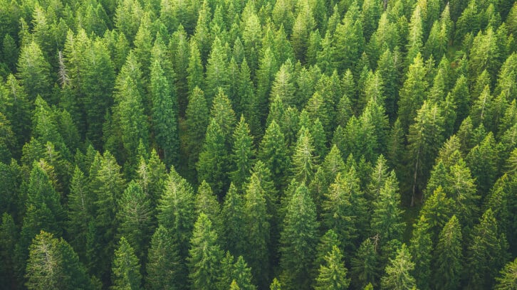 Innobio launches vegan vitamin D3 from pine oil