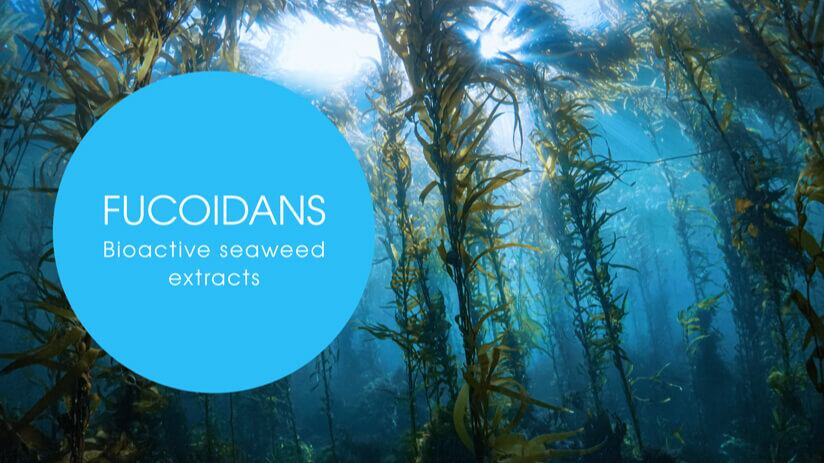 The fucoidan revolution: Trends and opportunities