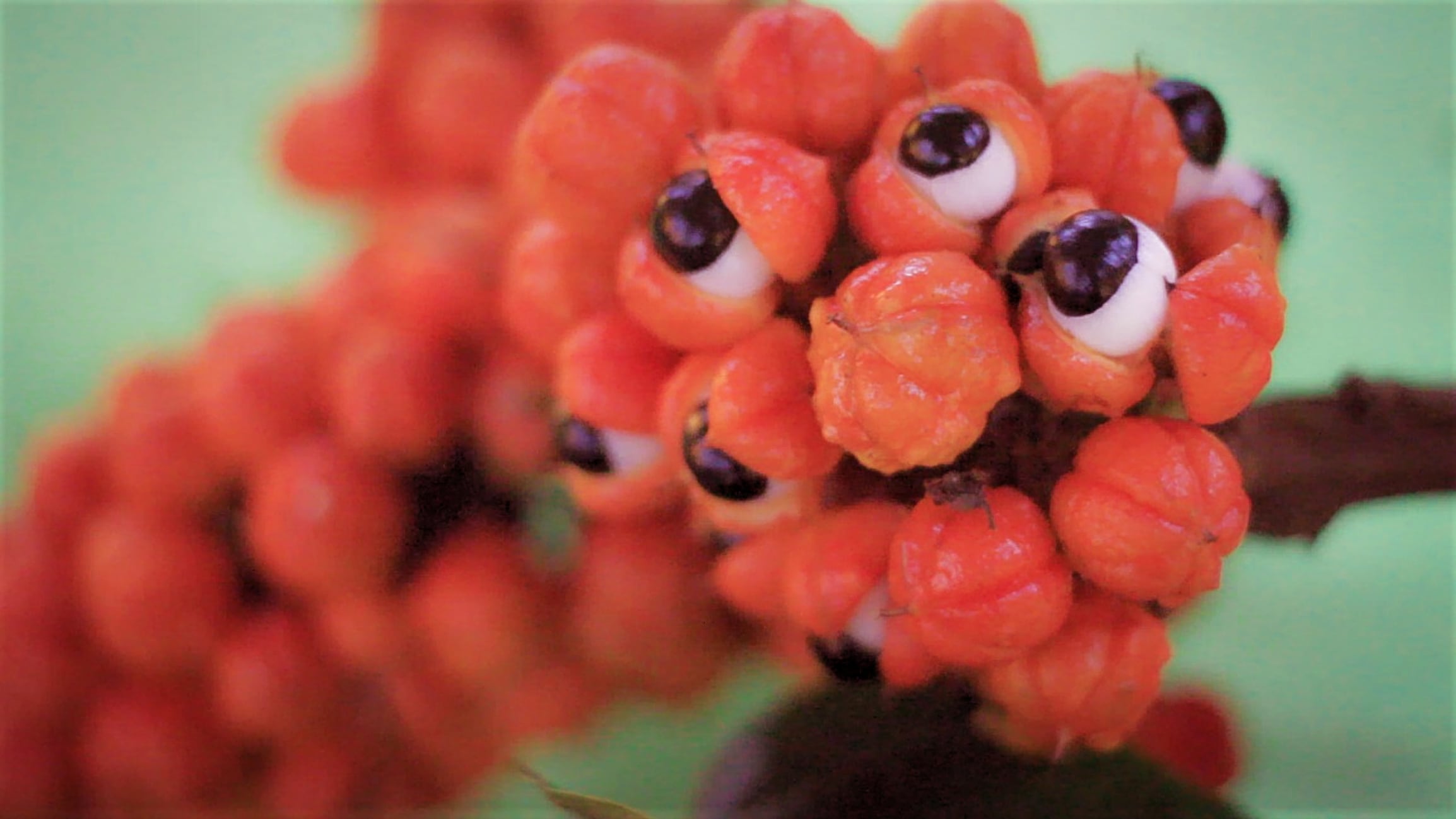 Brazilian guarana ingredient features in innovative launches, Duas Rodas reveals