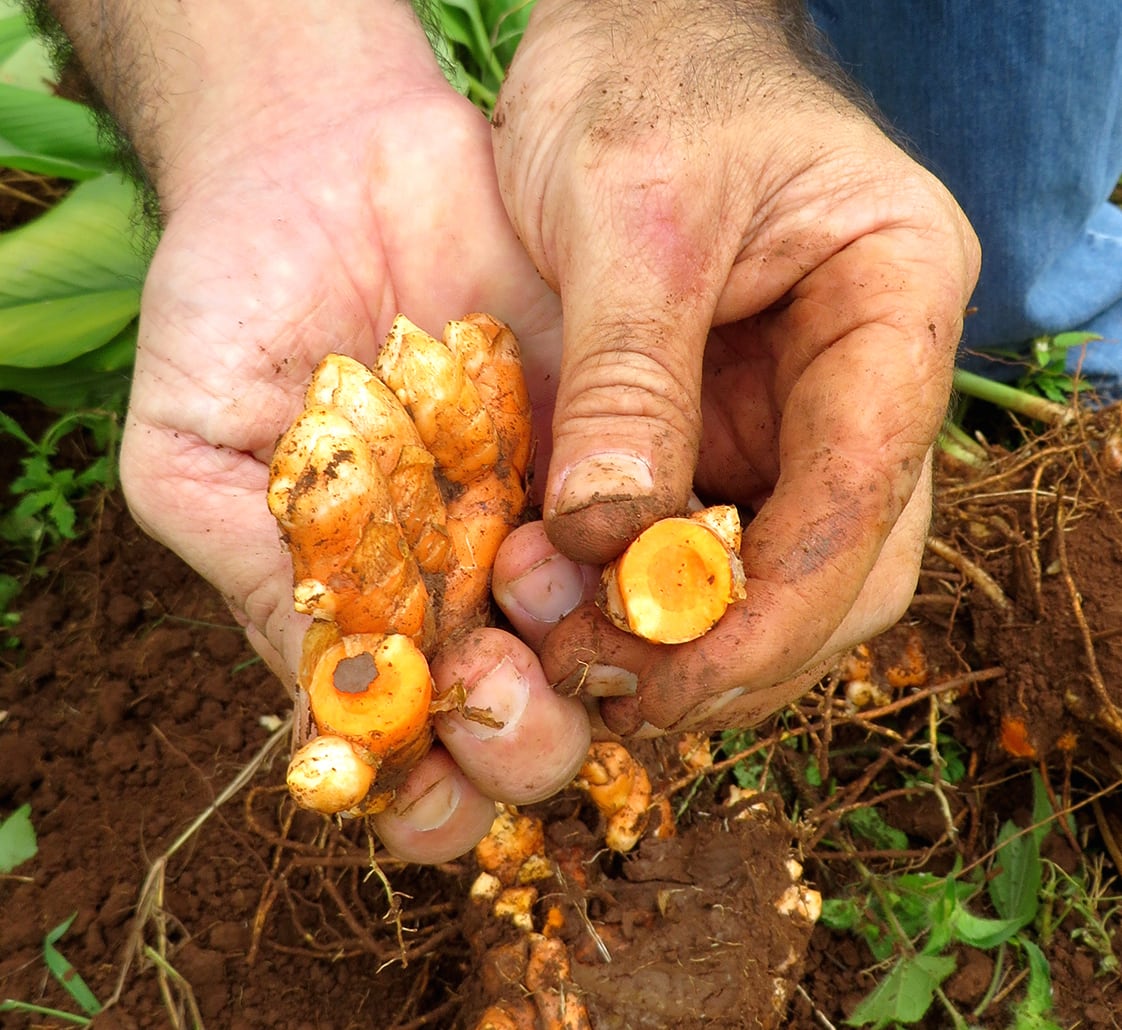 TurmericRoot.jpg