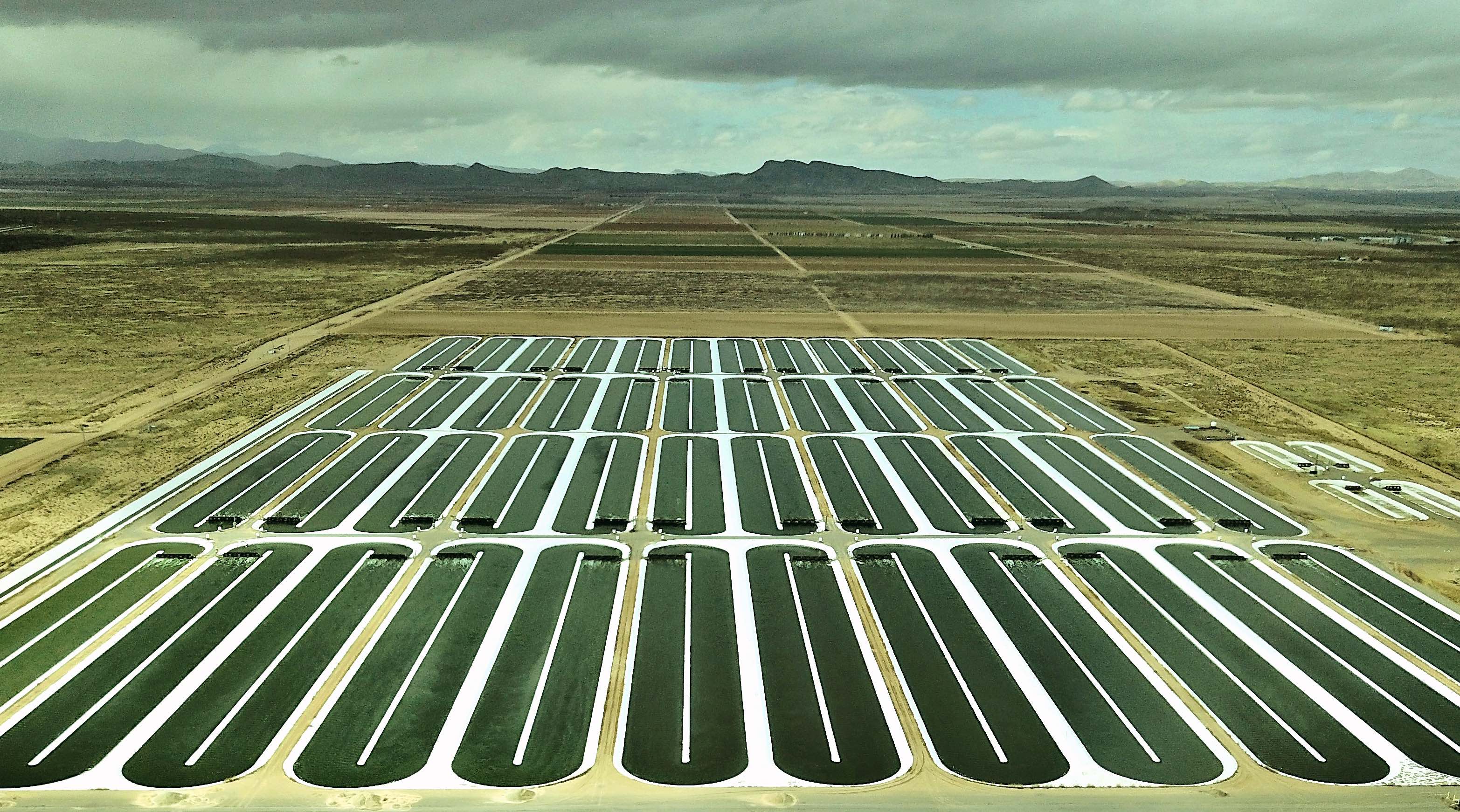 Algae products brand iWi lands Sam's Club distribution deal