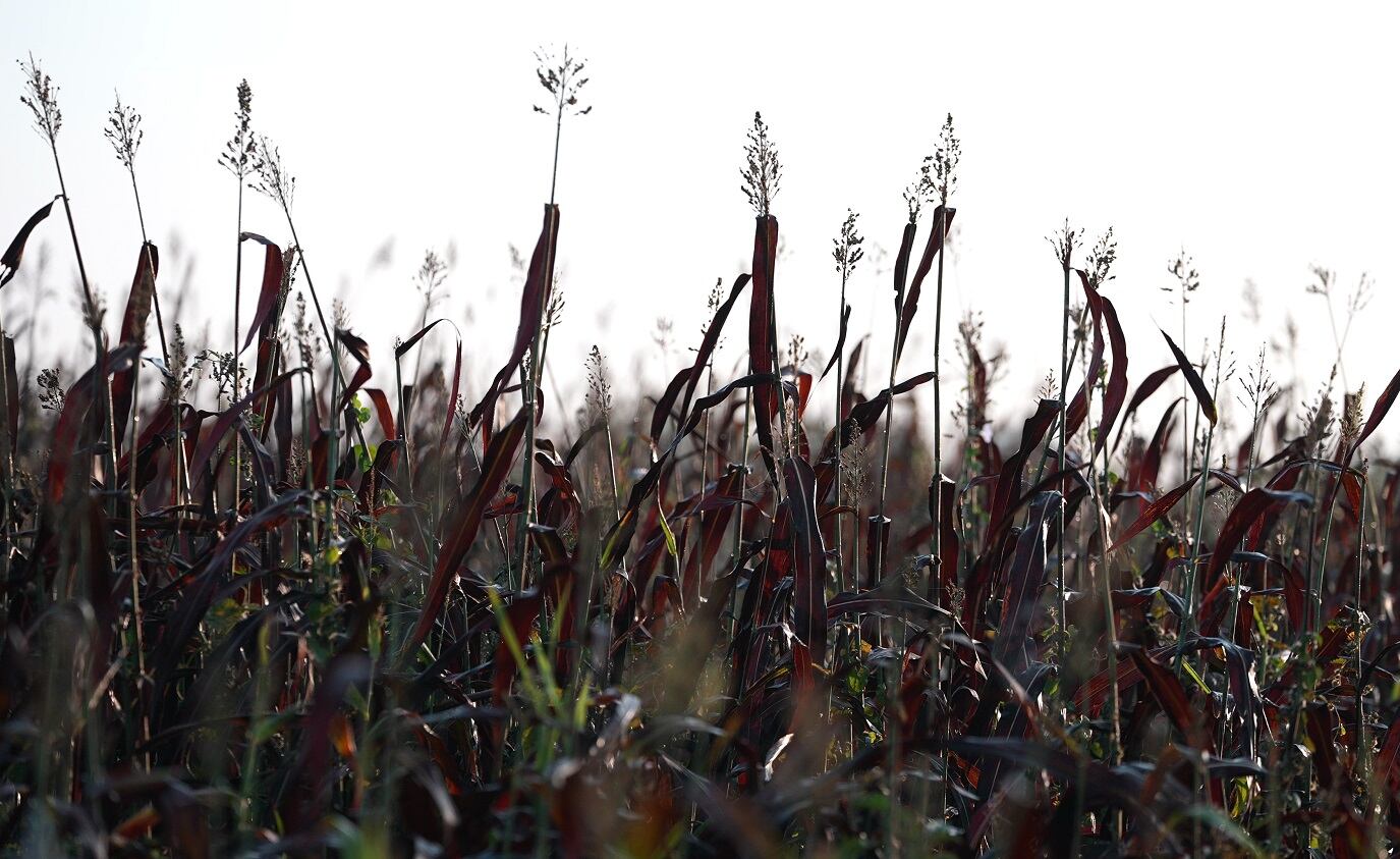 RedLeaf Biologics on its novel sorghum extract: ‘Science meets luck and the magic of biology and nature’