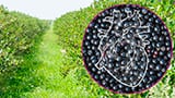 The Heart of the Matter: Why Aronia Berry is a Must for Cardiovascular Health
