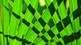 Advancements in Saw Palmetto from Vidya Herbs