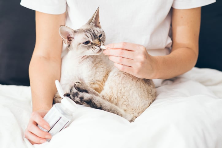 The-market-for-pet-probiotics-is-wide-open.jpg