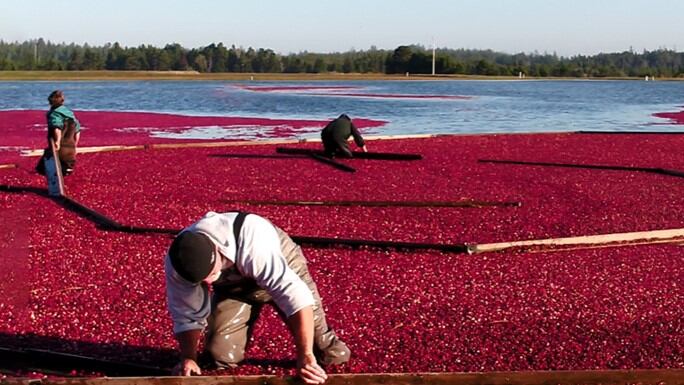 Cranberex brings the power of cranberry's A-type proanthocyanidins from the Oregon Coast 