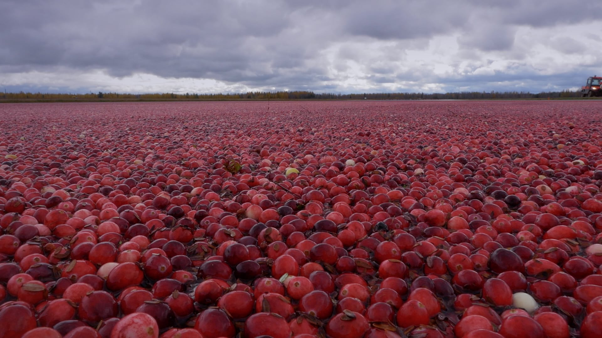 Method-for-quantifying-insoluble-PACs-in-cranberry-could-open-up-new-avenues-of-research-expert-says.jpg