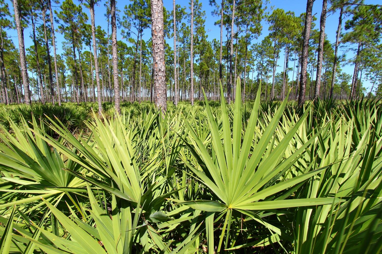 Saw Palmetto supply: ABC-SHP webinar explores adulteration and sustainability