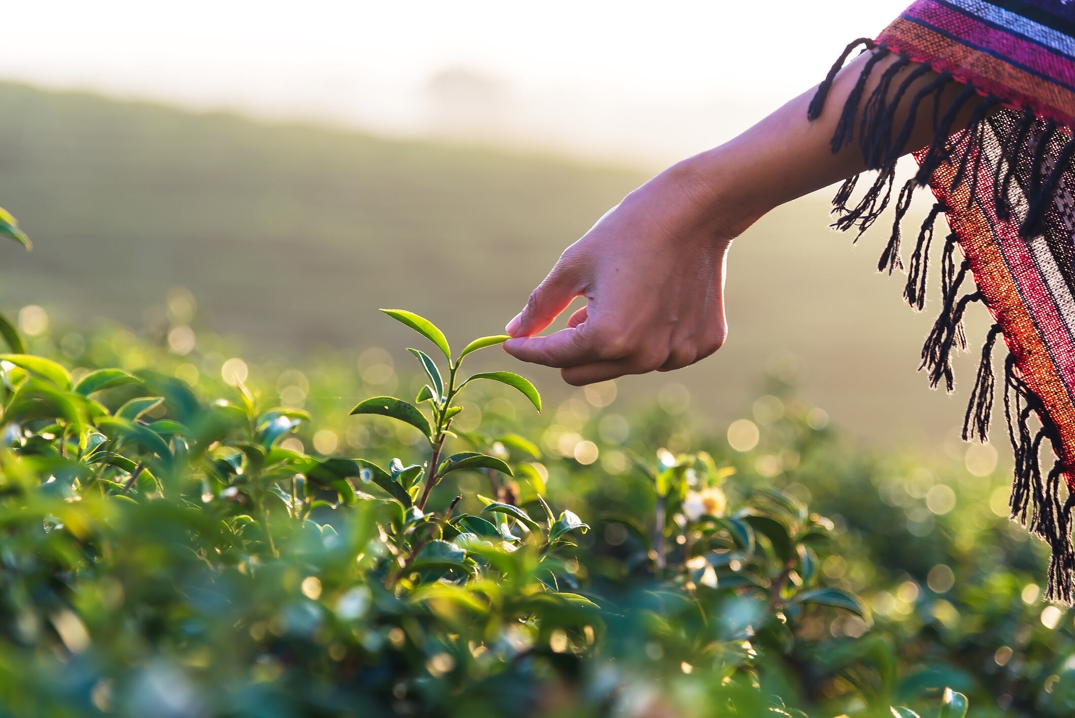 NSF paper lays out data backing call for new pesticide limits for botanical ingredients