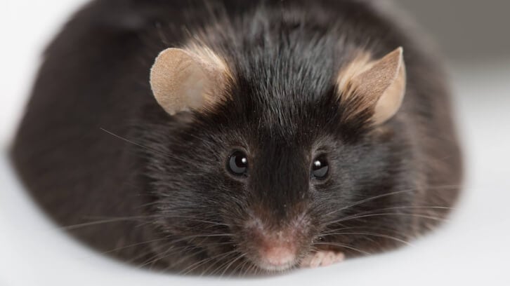 Study finds additive and interactive synbiotic effects in obese mice  
