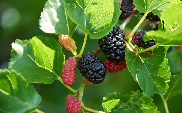 Mulberry leaf, water chestnut tea could suppress post-meal blood sugar spike