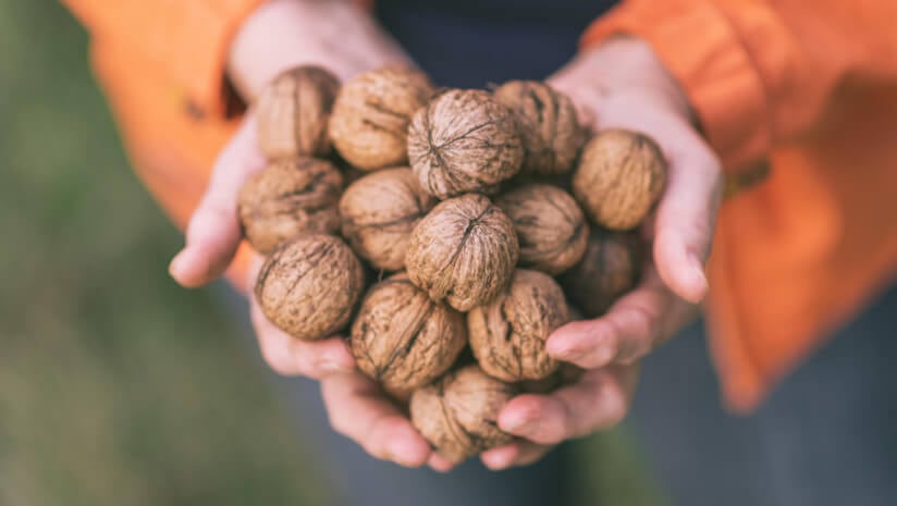 Walnuts could be good for the waistline