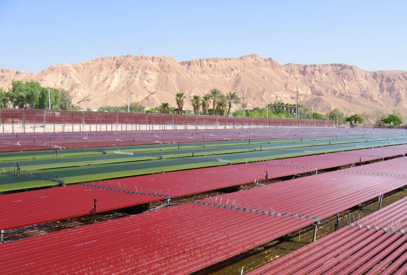 Algatechnologies-astaxanthin-plant.jpg