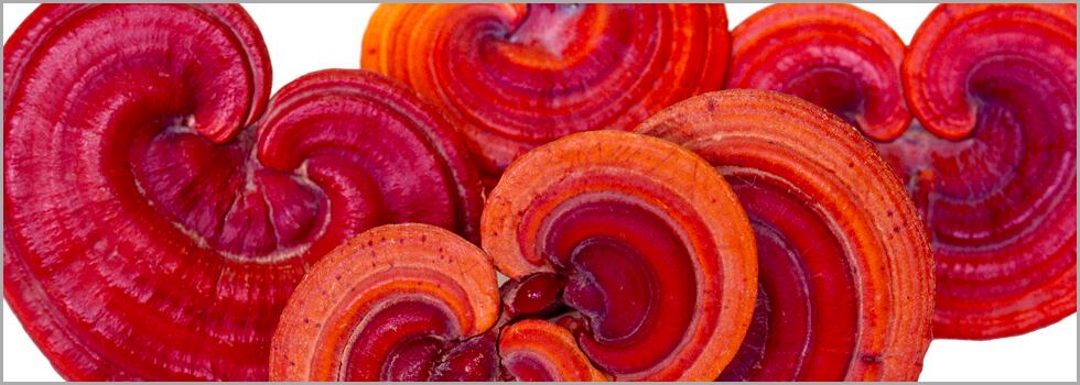 ReiCalm-with-Reishi-extract-and-AlphaWave-increases-relaxation-and-mental-focus.jpg
