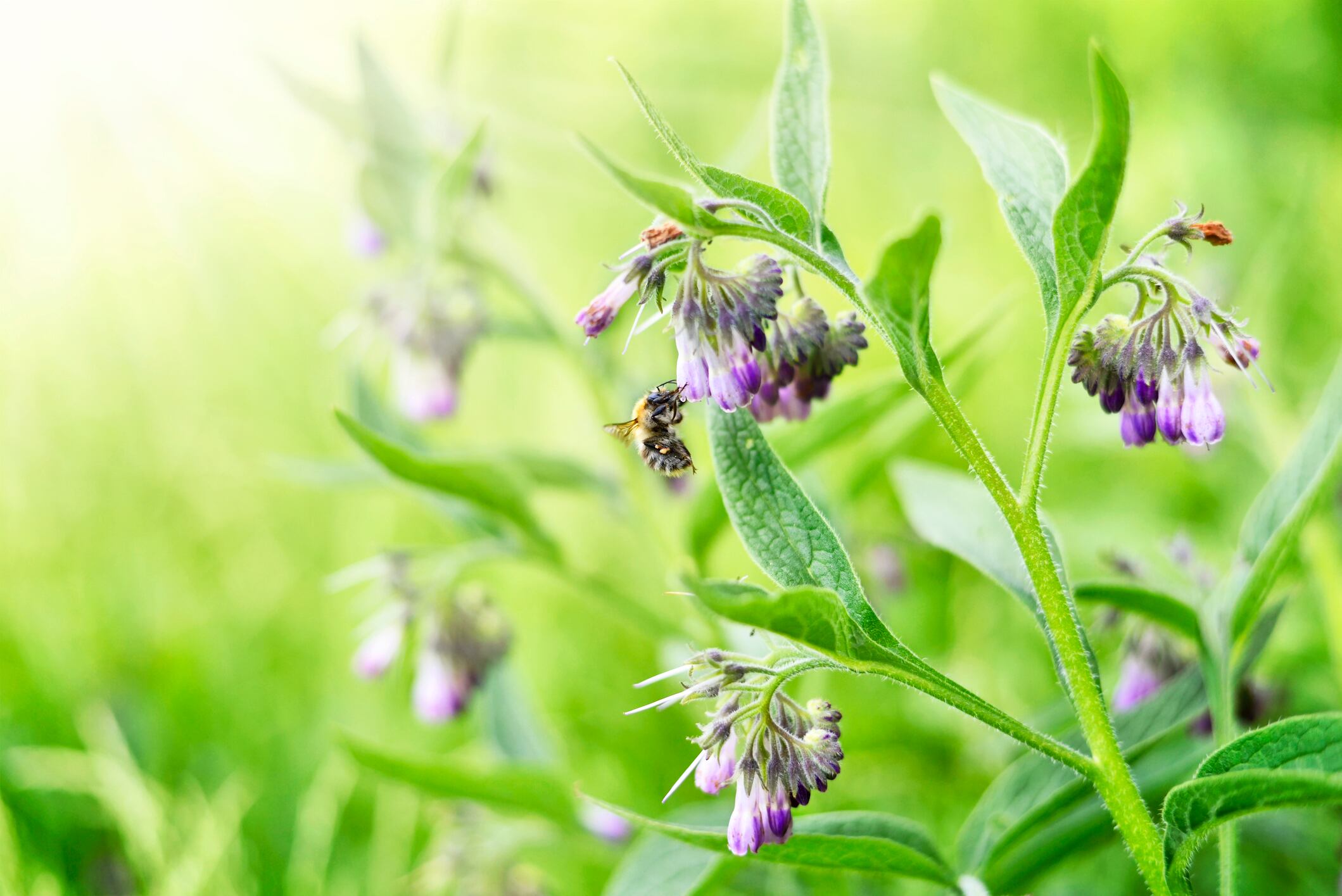 Understanding toxic pyrrolizidine alkaloids is of ‘crucial relevance for daily life’: Expert