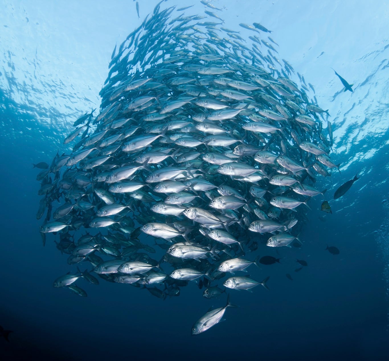 Fish-school-of-fish.jpg
